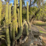 naturaleza-hermosa-leonera-codegua-valle-almendros