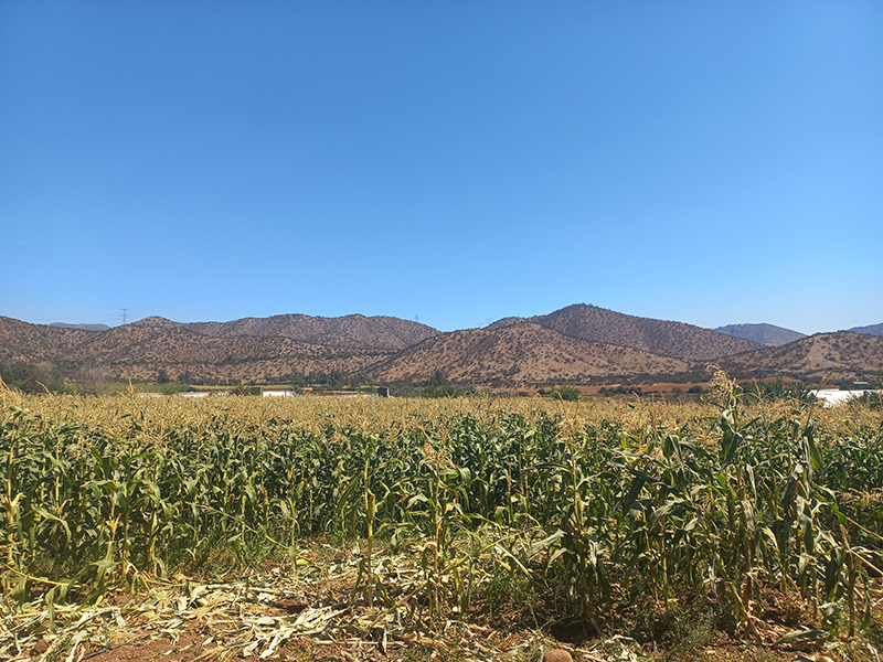 parcela-hacienda-chada-5000m2-portonacceso-hermosavista