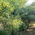 almendros-venta-paine