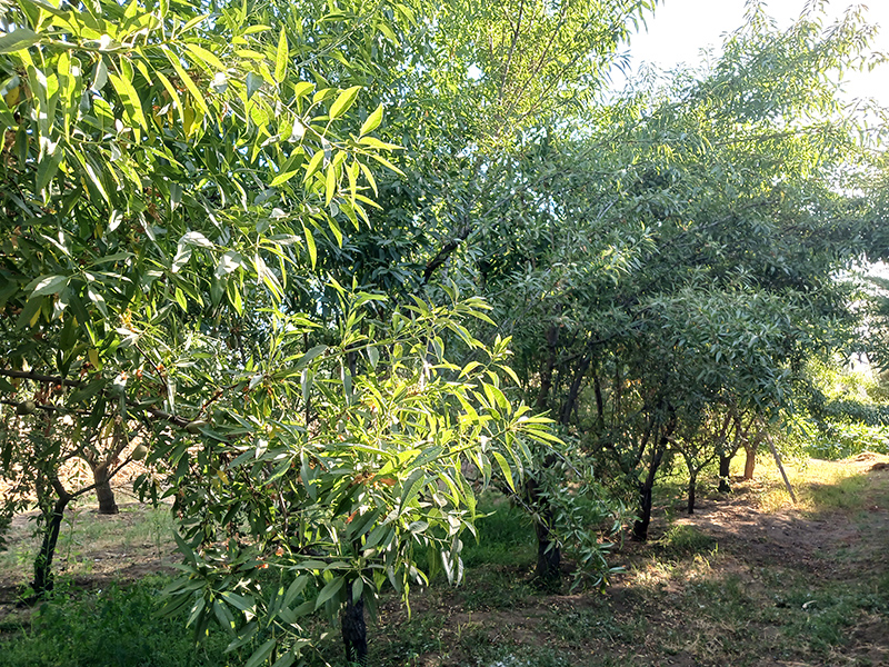 almendros-venta-paine