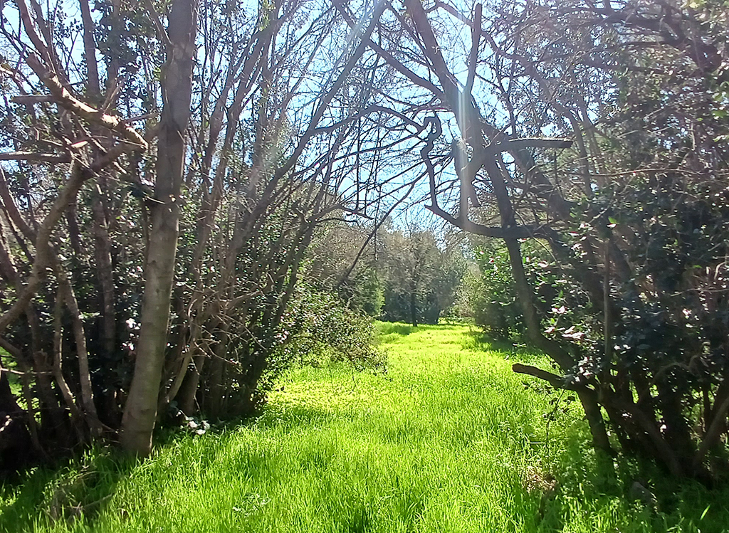 parcelas-lomas-del-aguila-planas